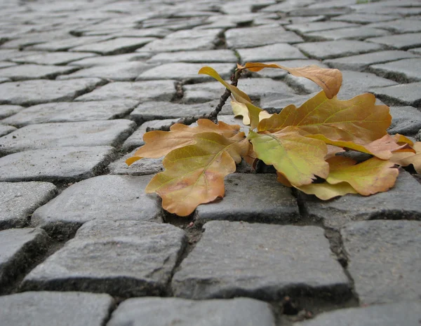 stock image Oak leaves on a sett