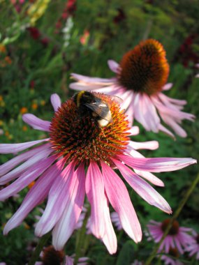 Ekinezya üzerinde Bumble bee