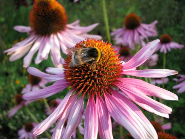 Ekinezya üzerinde Bumble bee