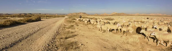 stock image Sheep