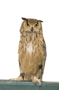 Owl animal clipart