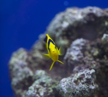 Marine aquarium akvaryum