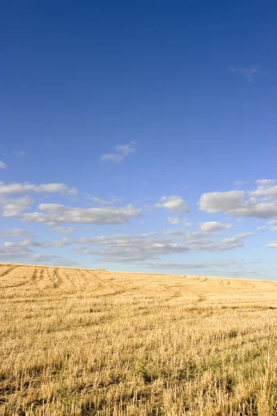 Harvest wheat — Stock Photo, Image