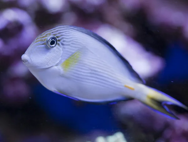 Mořské akvárium akvárium — Stock fotografie