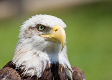 American bald eagle clipart