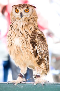 Kartal baykuş