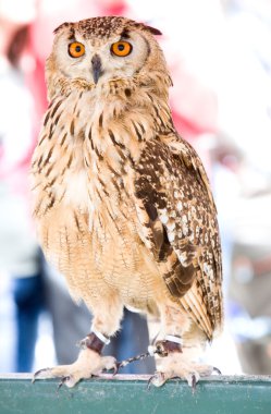 Eagle owl clipart