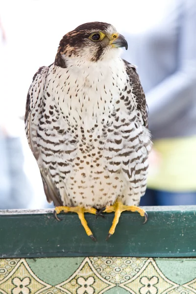 Falco peregrinus — Stock Photo, Image