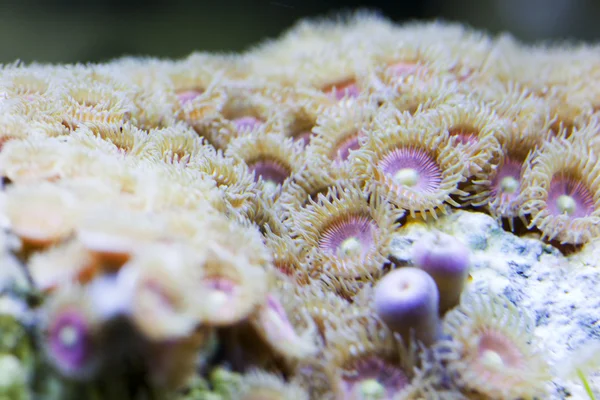 Marina akvarium akvarium — Stockfoto