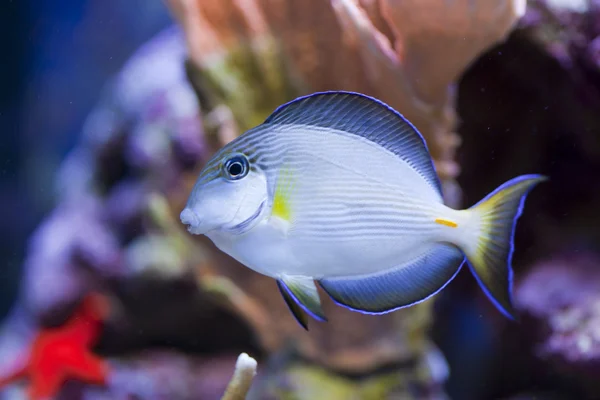 Морський акваріум рибний бак — стокове фото