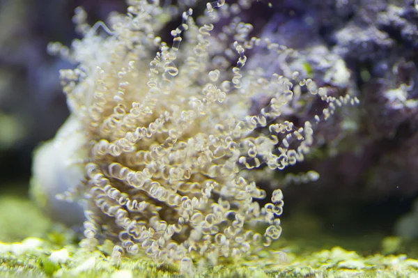 해양 수족관 물고기 탱크 — 스톡 사진