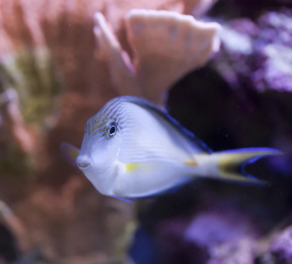 Marine aquarium fish tank — Stock Photo, Image