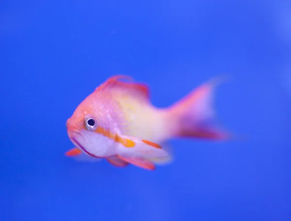 해양 수족관 물고기 탱크 — 스톡 사진