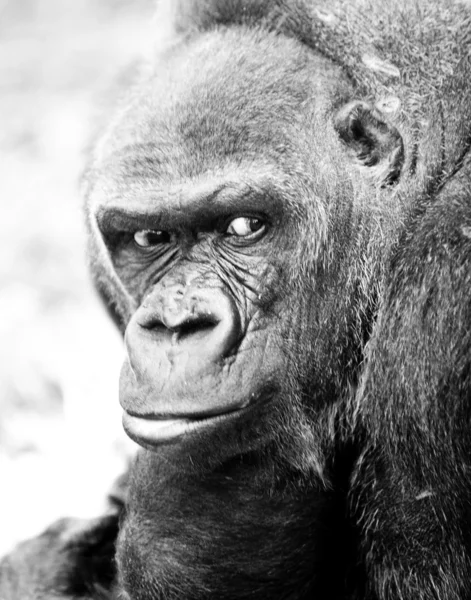 stock image Adult gorilla