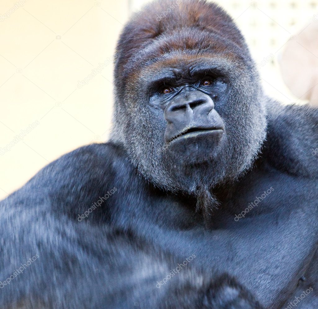 Adult gorilla
