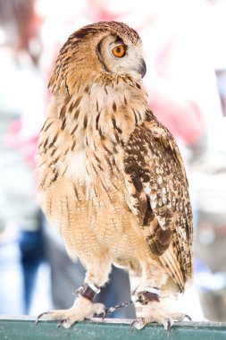 Kartal baykuş