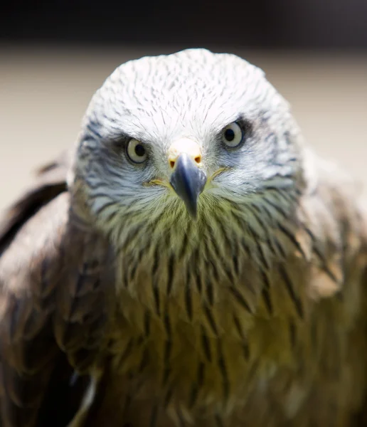 stock image Bird of prey