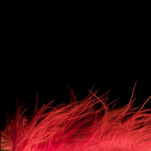 Plume rouge — Photo