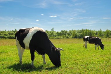 Couple of cows clipart