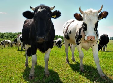 Couple of curious cows on pasture clipart