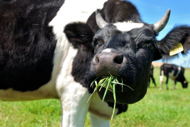 Cow chewing grass clipart