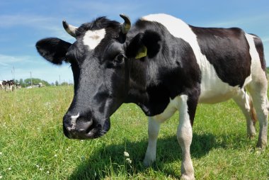 Curious cow at green pasture clipart