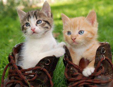Kitten in boots clipart