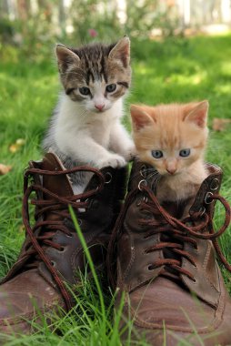 Pair of kittens in high shoes outdoor clipart