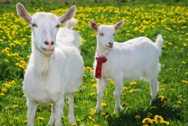 She-goat and goatling clipart