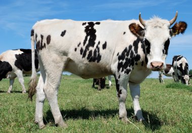 Speckled cow and herd on green pasture clipart