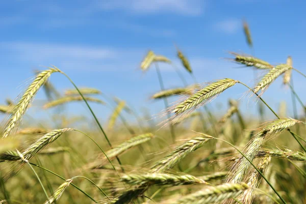 Getreideertrag — Stockfoto