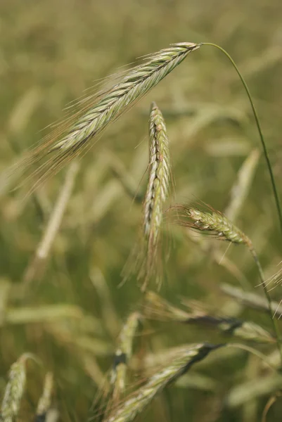 黑麦 （小麦） 字段 — 图库照片