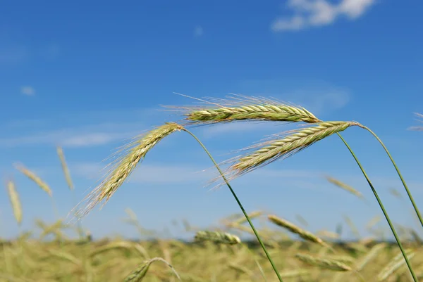 Çavdar (buğday) alanı — Stok fotoğraf