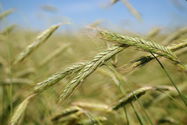 Çavdar (buğday) alanı — Stok fotoğraf