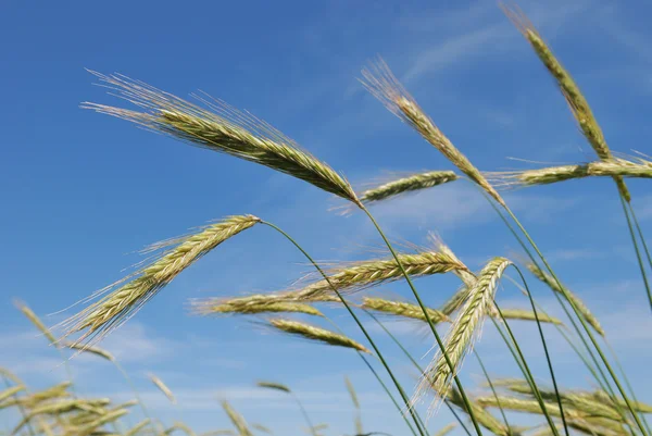 Уши ржаные (пшеница) ) — стоковое фото