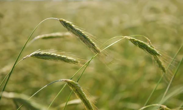 Ears of rye (wheat) — Stock Photo, Image