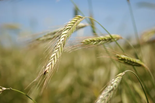 Kulakları Rye (buğday) — Stok fotoğraf