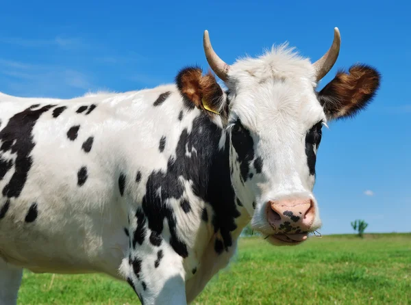 Молода рогата плямиста корова — стокове фото