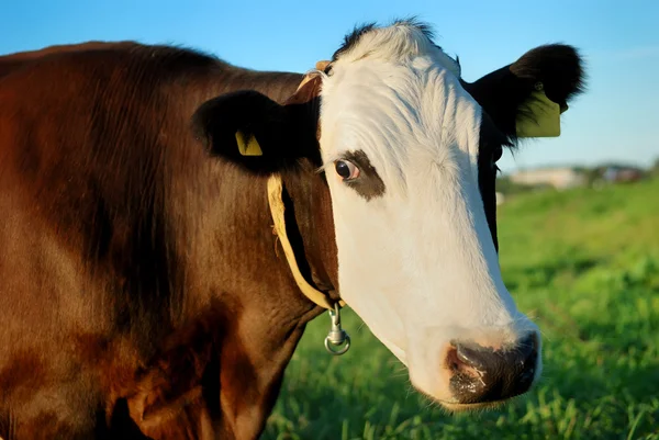Brązowe krowy w kagańcu biały — Zdjęcie stockowe