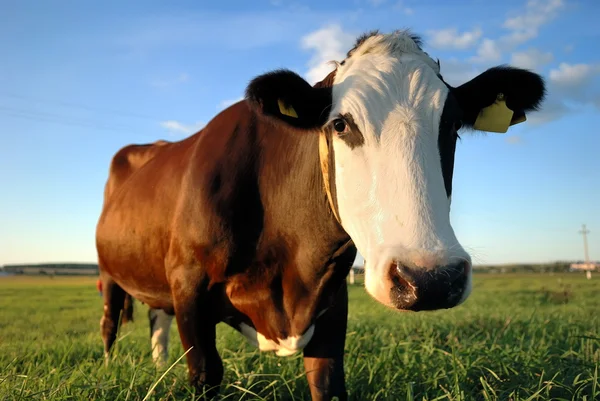 Retrato de cerca de vaca marrón — Foto de Stock