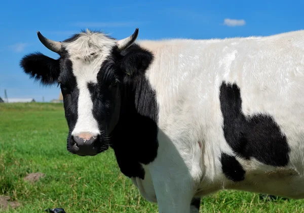 Nahaufnahme Porträt einer gehörnten Kuh — Stockfoto
