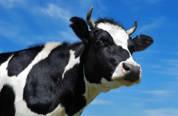 Vista de cerca de la vaca con cuernos — Foto de Stock