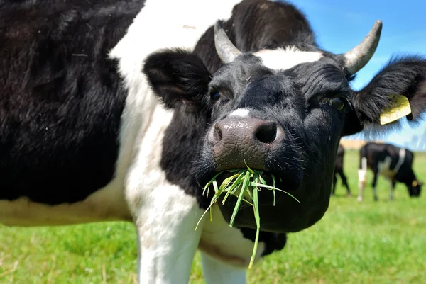 Cow chewing grass — Stock Photo, Image