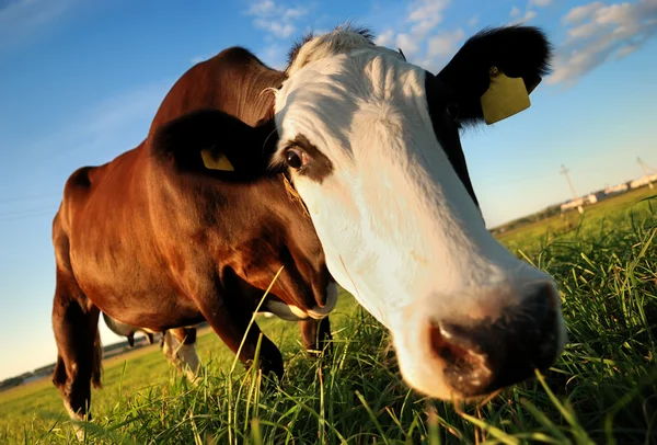 Цікаві коричневі корови — стокове фото