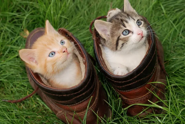 stock image Kittens in high shoes