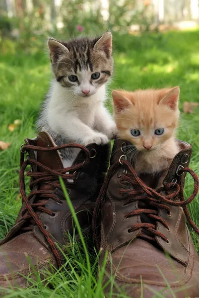 Pair of kittens in high shoes outdoor — Stock Photo, Image