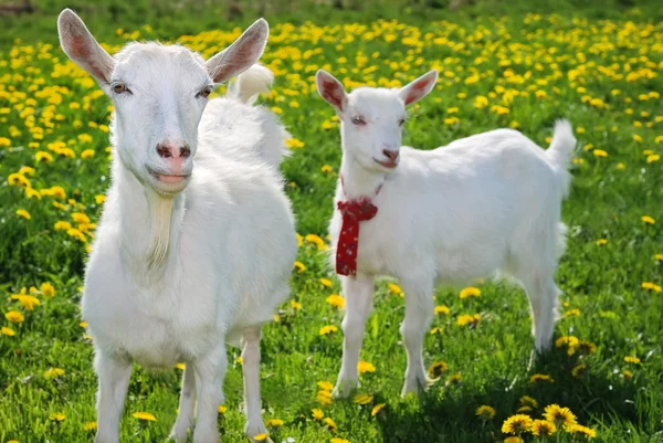 She-goat and goatling — Stock Photo, Image