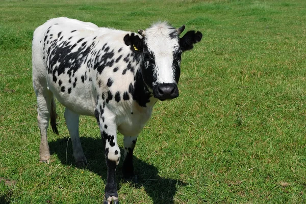 Nakrapiane krowa — Zdjęcie stockowe