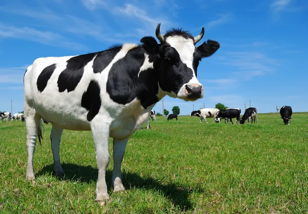 Молодая рогатая корова на лугу — стоковое фото