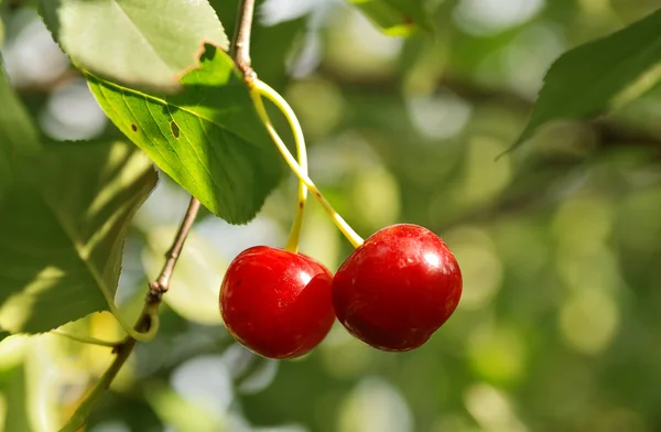 Couple of cherry — Stock Photo, Image